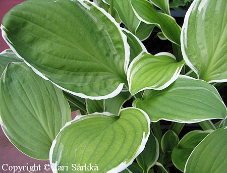 Hosta 'Decorata', pyrkuunlija